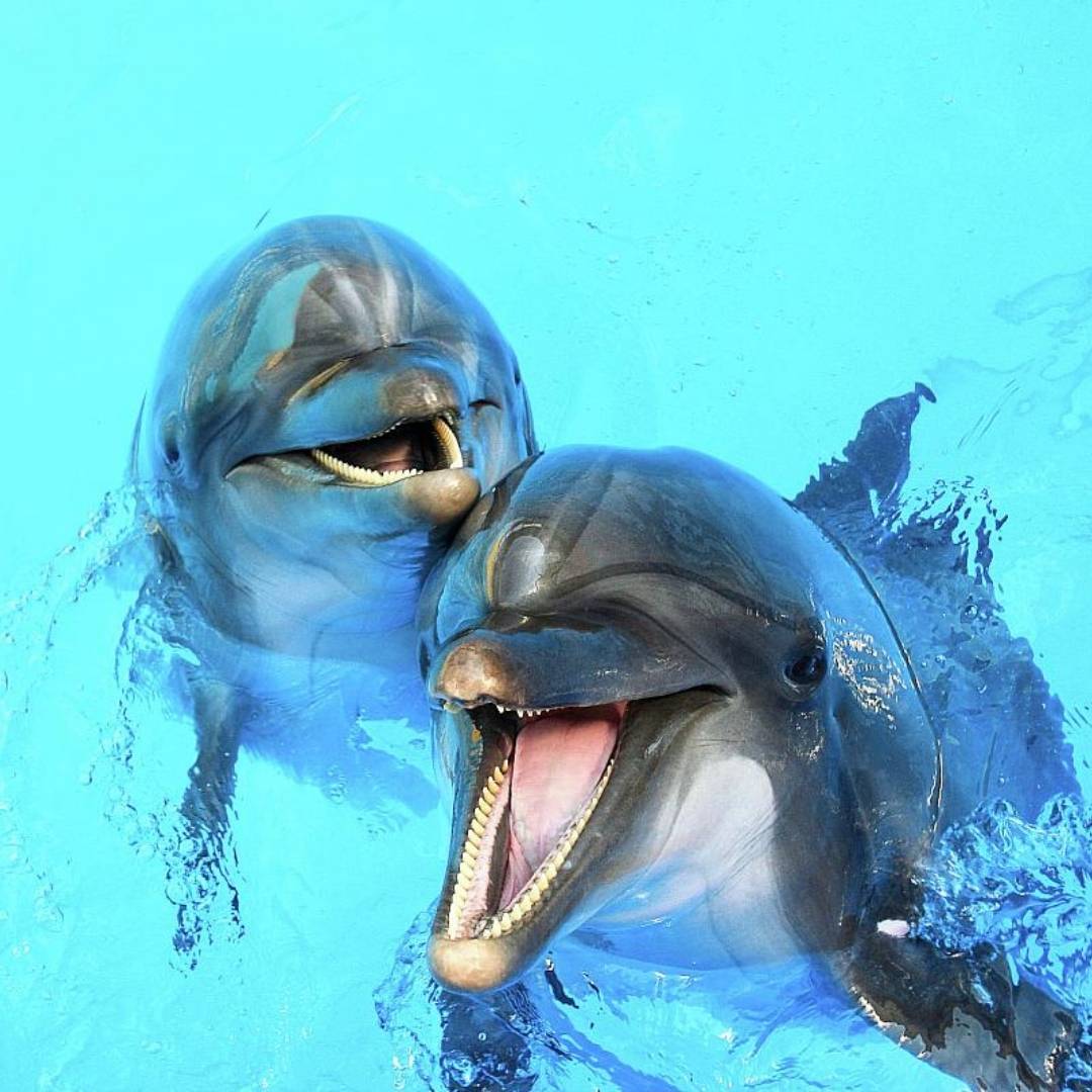 Alanya Dolphin Park