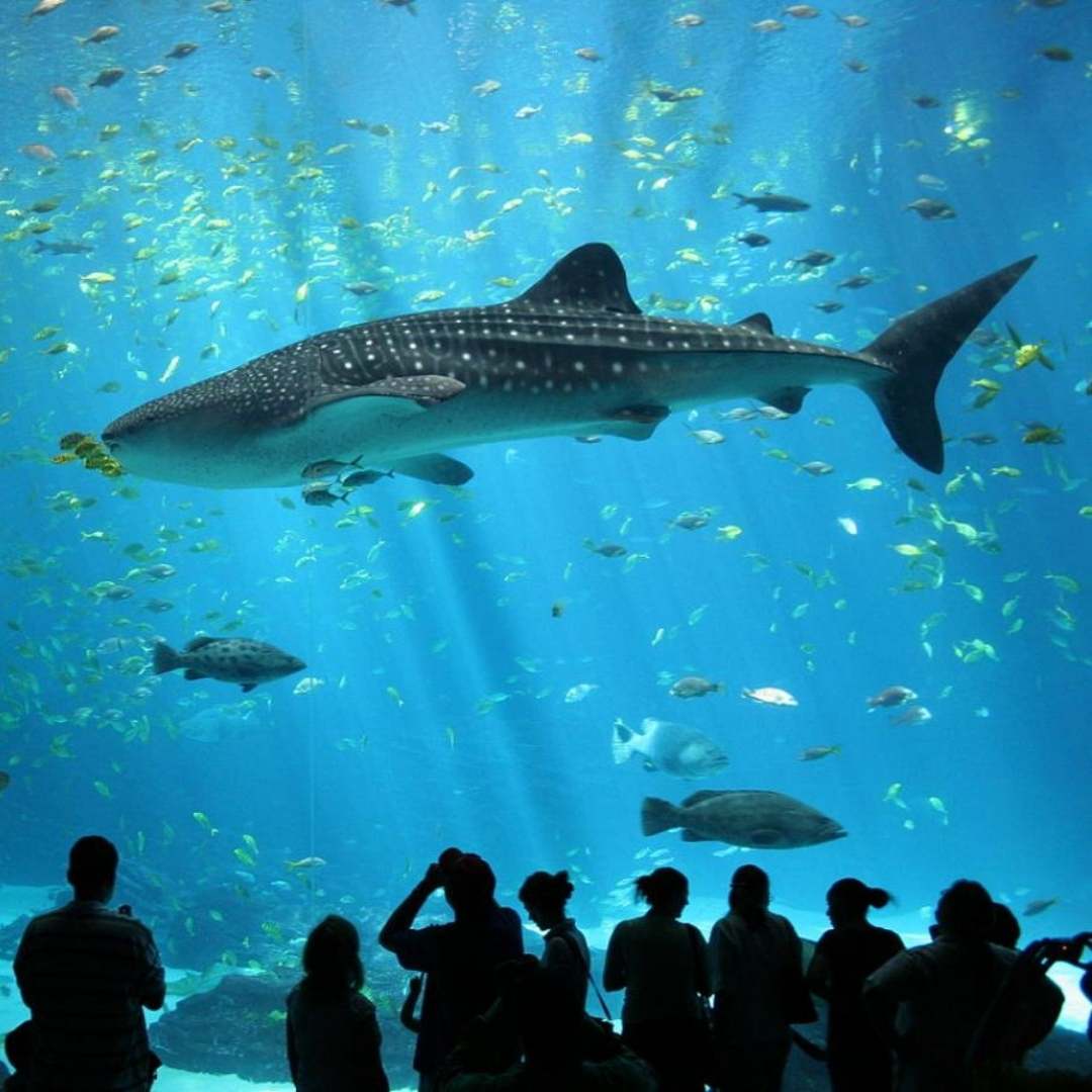 Antalya Aquarium from Kemer