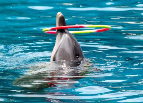 Antalya Dolphins Show