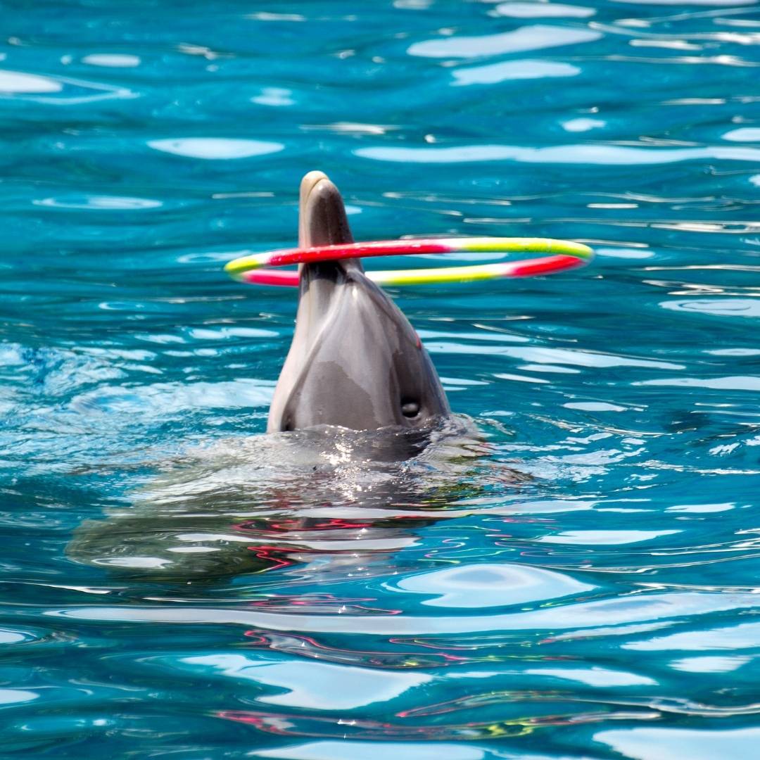 Antalya Dolphins Show