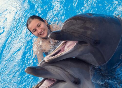 Antalya Swim with Dolphins