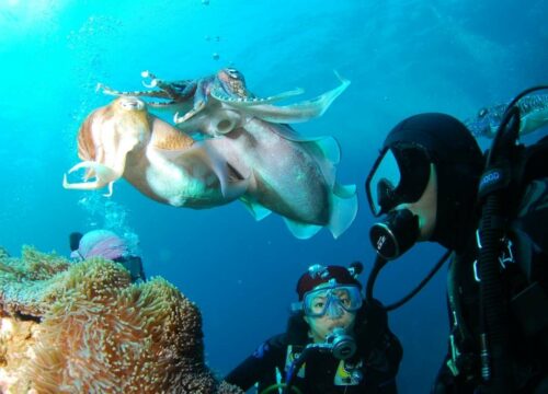 Belek Diving Tour