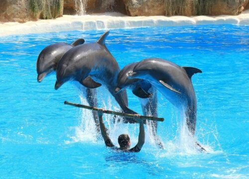 Belek Dolphins Show