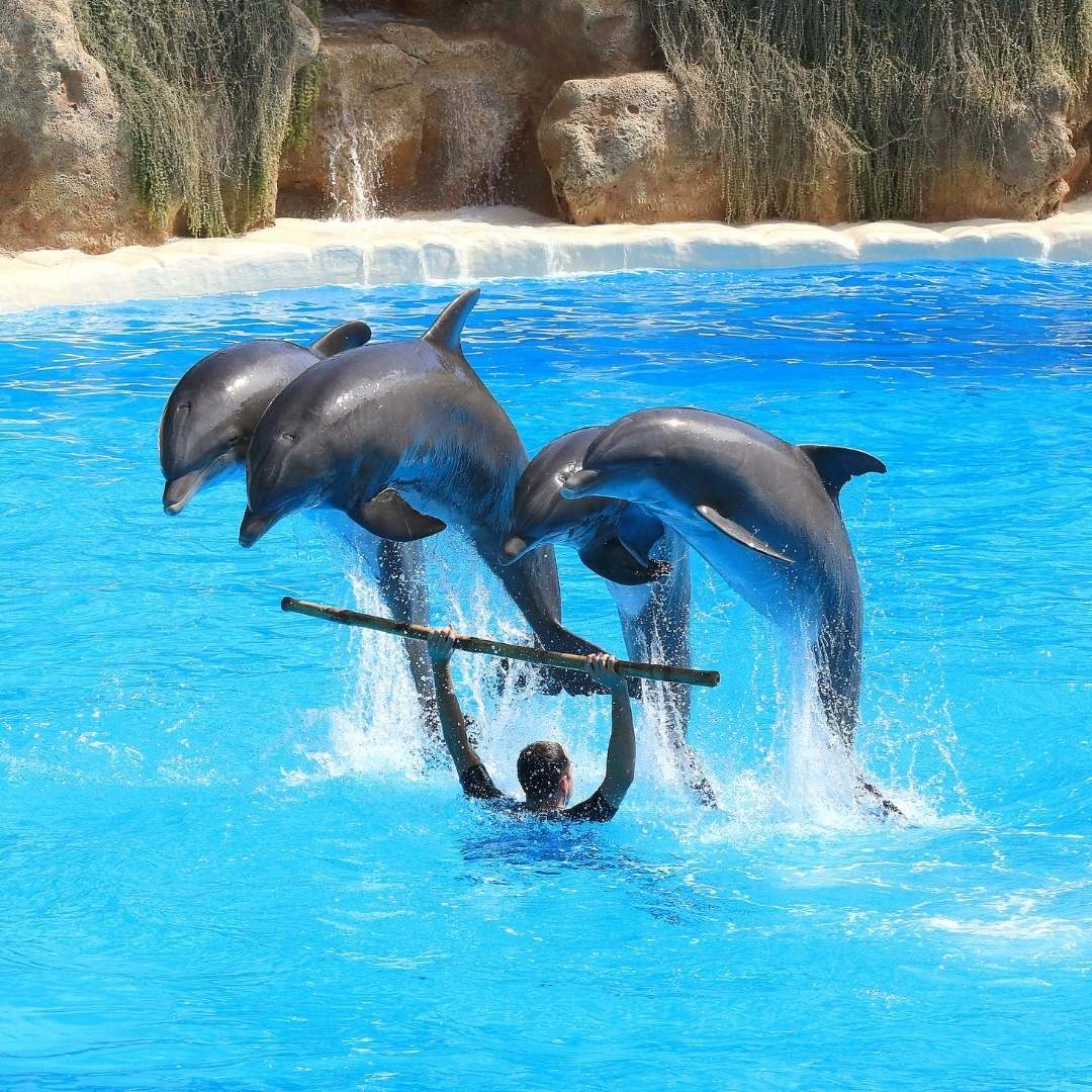 Belek Dolphins Show