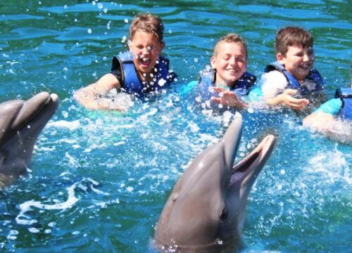 Side Swim with Dolphins