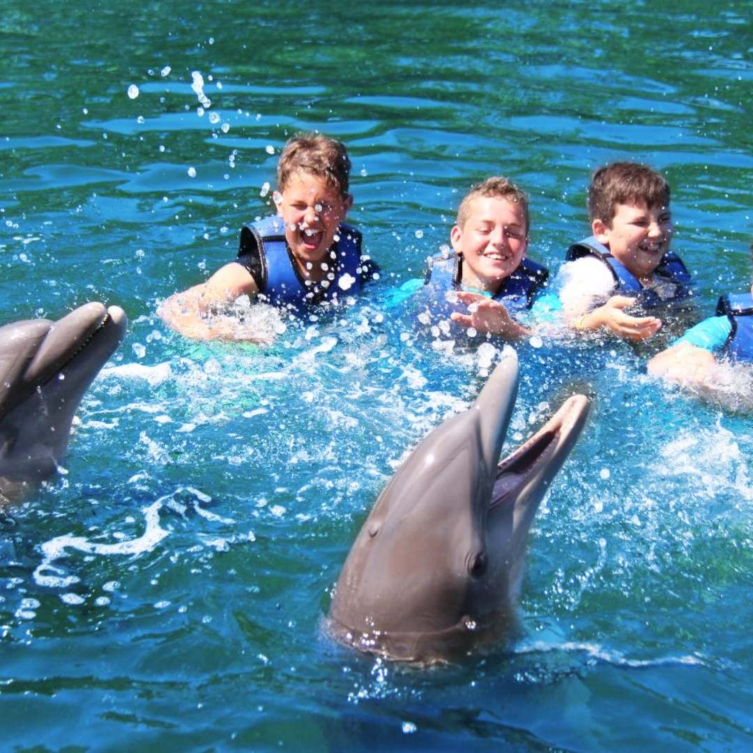 Side Swim with Dolphins